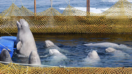 Las orcas y belugas de la 'cárcel de ballenas' en el Lejano Oriente ruso serán liberadas en su hábitat natural