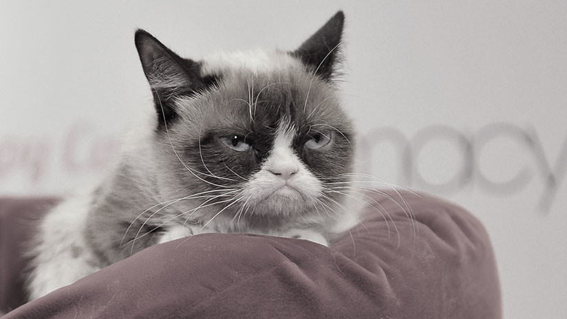 Muere Grumpy Cat, la gata que impulsó miles de memes en internet Muere Grumpy Cat, la gata que impulsó miles de memes en internet