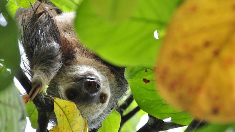 VIDEO: Un perezoso dirige un tierno gesto al hombre que le salvó de morir atropellado