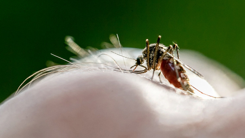 La OMS certifica que Argentina está libre de malaria: "Es un modelo para otros países"