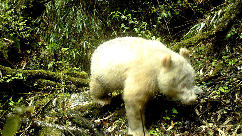 Captan por primera vez un raro panda gigante albino en China  5ceaada808f3d94d658b4568