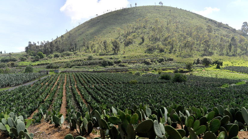 ¿Por qué el nopal y el amaranto podrían hacer frente a la crisis mundial de los alimentos?