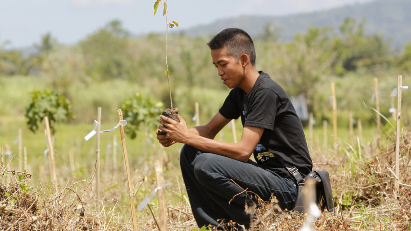 Filipinas 'se va por las ramas': obliga a los estudiantes a plantar 10 árboles si quieren graduarse