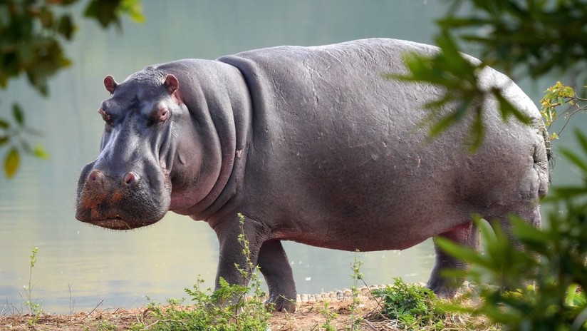 VIDEO: Cinco leones atacan un hipopótamo herido y no logran vencerlo 
