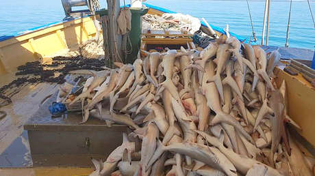 FOTOS: Redes pesqueras provocan una matanza de tiburones en la Gran Barrera de Coral australiana