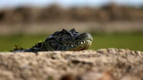 Encuentran muerto en México un cocodrilo asfixiado por una llanta