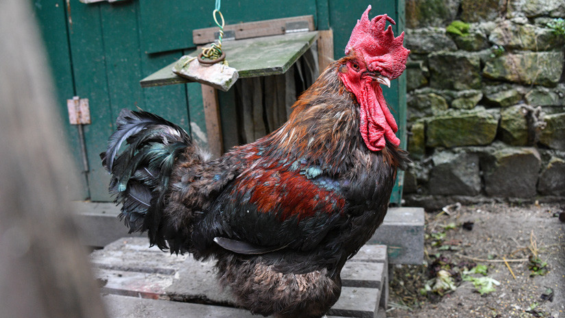 Llevan a un gallo a juicio en Francia por cantar demasiado temprano