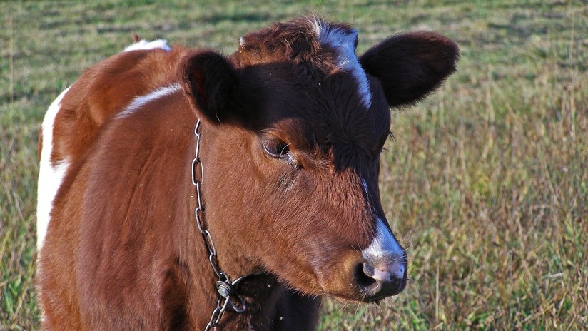 Filman en secreto las torturas a becerros de una compañía lechera asociada con Coca-Cola