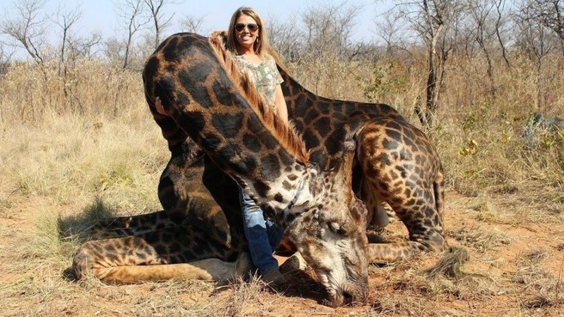 Cazadora de EE.UU. criticada por matar a una rara jirafa se jacta de que se la comió y que 