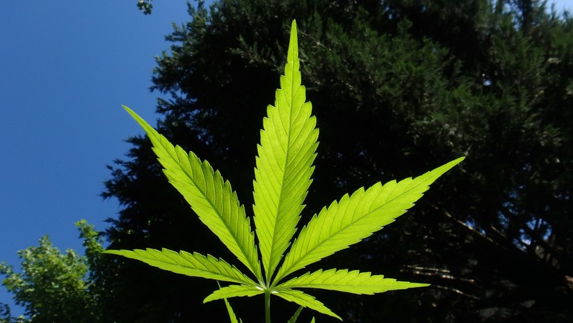 Hallan evidencia de consumo de marihuana en una tumba china de hace 2.500 años