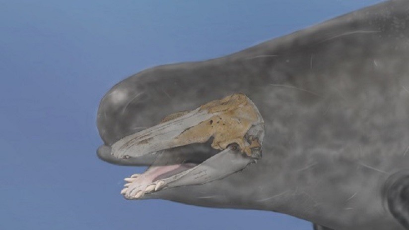 Confirman la primera evidencia de un híbrido de una beluga con un narval
