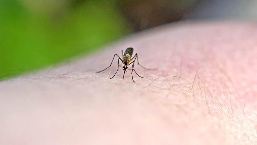 Científico revela por qué los mosquitos solo pican a algunas personas