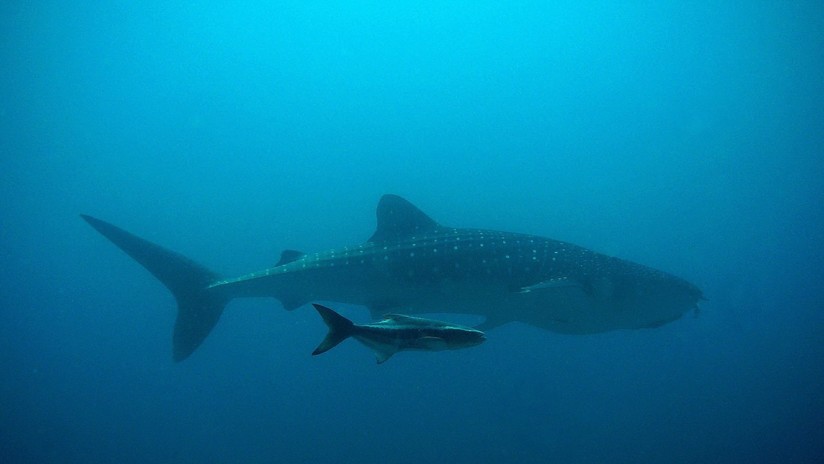 FOTO: Captan por primera vez un intento de apareamiento de tiburón ballena