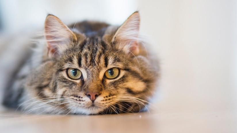 Una pareja desembolsa 25.000 dólares para clonar a su gata