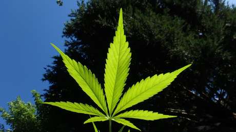 Hallan evidencia de consumo de marihuana en una tumba china de hace 2.500 años