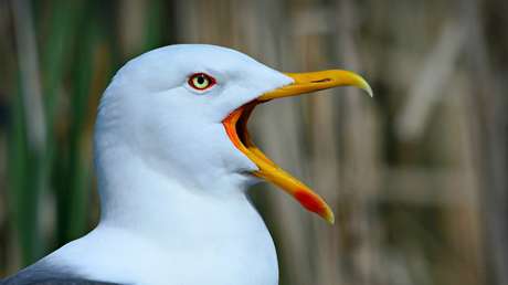 ¿Qué lindas las gaviotas? Esta paloma no opina lo mismo (VIDEO)