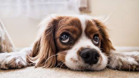 Descubren que la 'mirada de cachorro' es tan solo una ventaja selectiva para atraer a los humanos