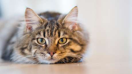 Una pareja desembolsa 25.000 dólares para clonar a su gata
