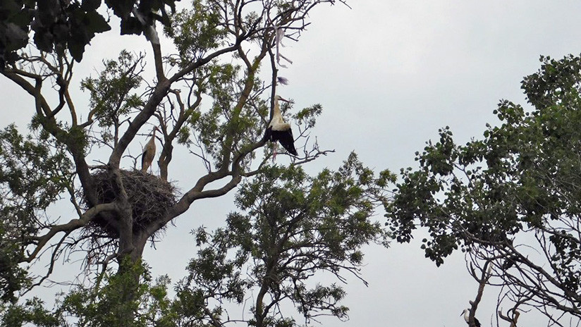 Muere una cigüeña ahogada por una bolsa de plástico en un parque natural en España