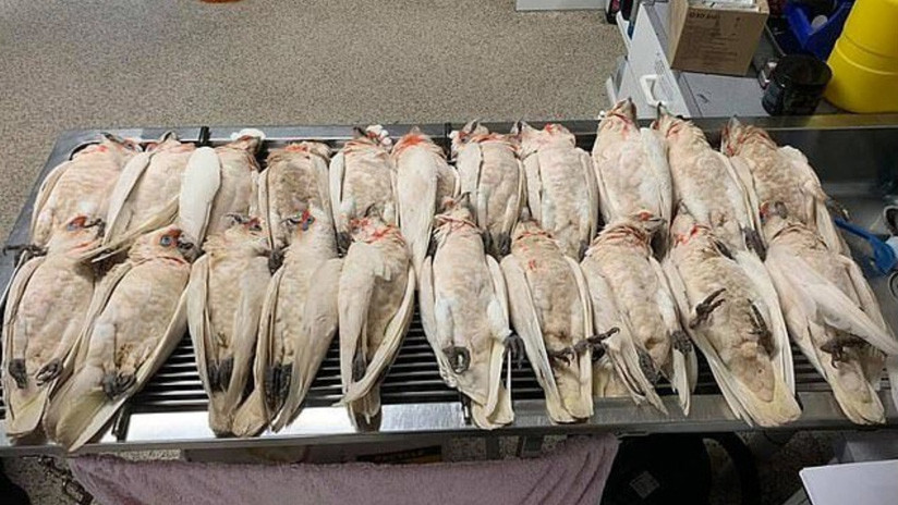 Docenas de loros moribundos cayeron del cielo sobre escolares en Australia