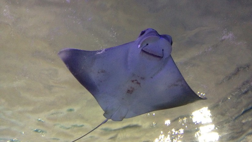 VIDEO Una mantarraya gigante se acerca a un buceador para pedir que le salve la vida