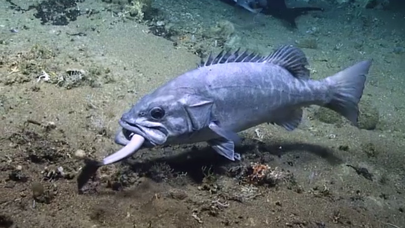 VIDEO Un enorme pez se traga a un tiburón vivo