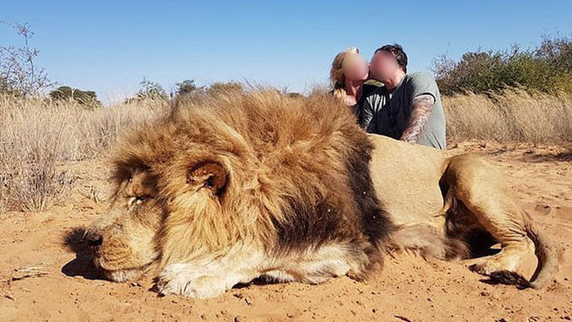 FOTOS: Una pareja de cazadores fotografiada besándose tras matar a un león indefenso causa indignación entre conservacionistas