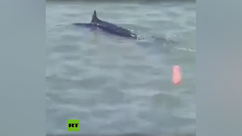 VIDEO: Un grupo de jóvenes se divierte golpeando a un pez espada hasta causarle la muerte en una playa de Grecia
