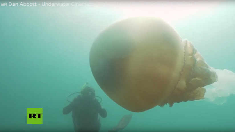 VIDEO: Una buceadora se encuentra 'cara a cara' con una aguamala gigante del tamaño de su propio cuerpo