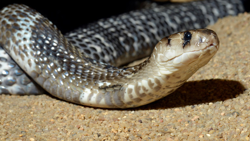 Un hombre mata a mordiscos a una serpiente antes de morir envenenado