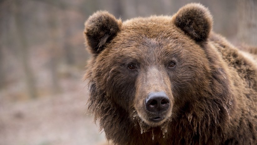 Osos y lobos convivirán en un bosque británico por primera vez en 1.000 años