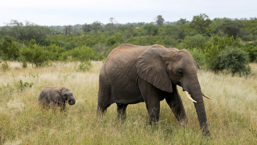 Un fotógrafo capta a un elefante matado brutalmente con la trompa y los colmillos cortados (FOTO)
