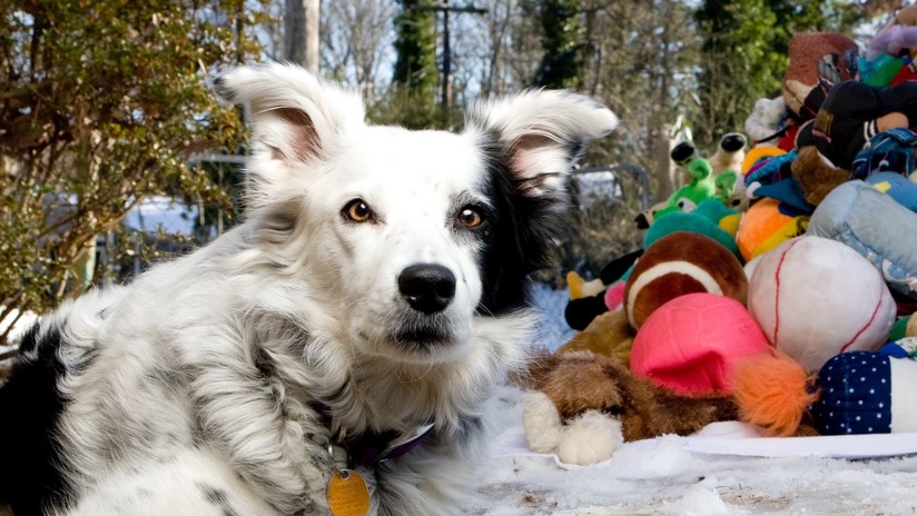 Muere 'el perro más inteligente del mundo' que sabía más de 1.000 sustantivos