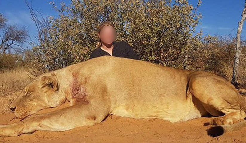 Una pareja de cazadores fotografiada besándose tras matar a un león indefenso causa indignación entre conservacionistas