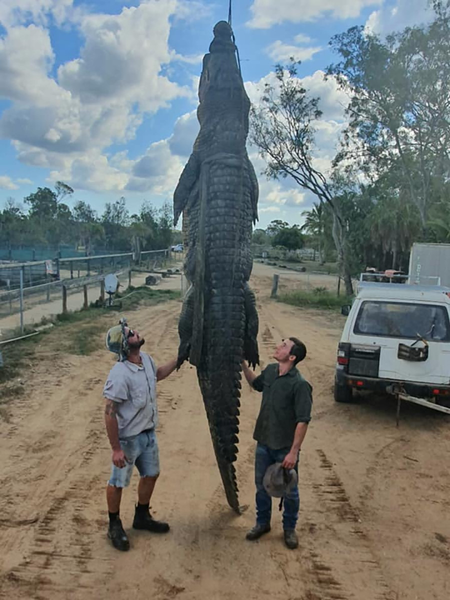 El cocodrilo 'MJ' de 4,7 metros de longitud