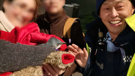 Dos pingüinos son 'detenidos' en Nueva Zelanda tras crearse un hogar debajo de una tienda de sushi