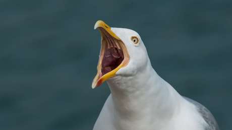 Una gaviota caza a un perro en el jardín de una casa