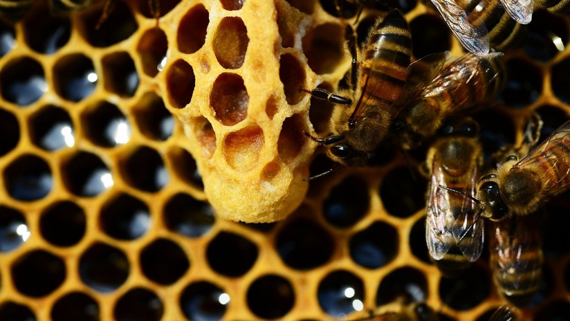 Las abejas obreras matan a su reina si copula con dos machos 5d63cd9c08f3d9d1248b4571