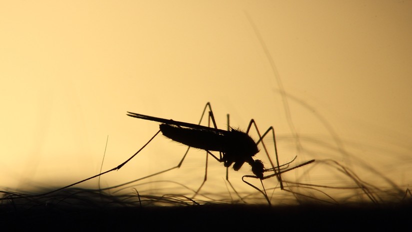 Una picadura de mosquito desencadena un paro cardÃaco de tres minutos a una mujer