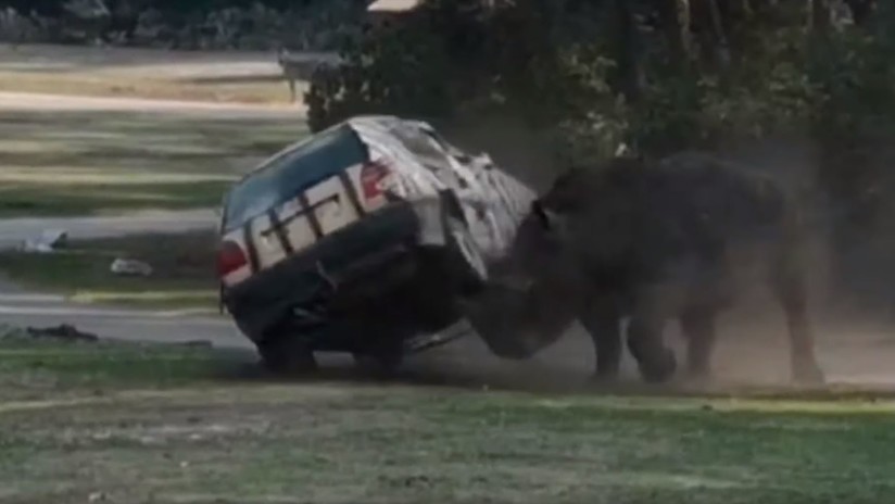 VIDEO: Un rinoceronte ataca furiosamente el auto de una cuidadora en un parque