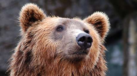 VIDEO: Un oso entra en una casa, abre el refrigerador y se da un banquete en el salón