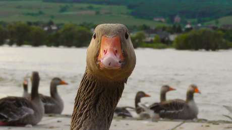 VIDEO: Un amable pato no escatima esfuerzos para devolverle a un niño su sandalia
