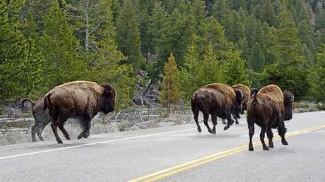 VIDEO: Una manada de bisontes invade una carretera y embiste un coche con una familia dentro