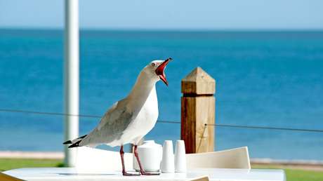 Una gaviota huye con un alijo de cánnabis delante de la Policía y salva a un hombre del arresto