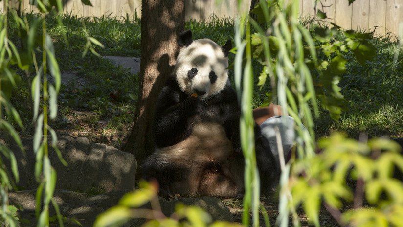 Los pandas del zoolÃ³gico de Washington podrÃ­an sufrir las consecuencias de la guerra comercial entre EE.UU.y China