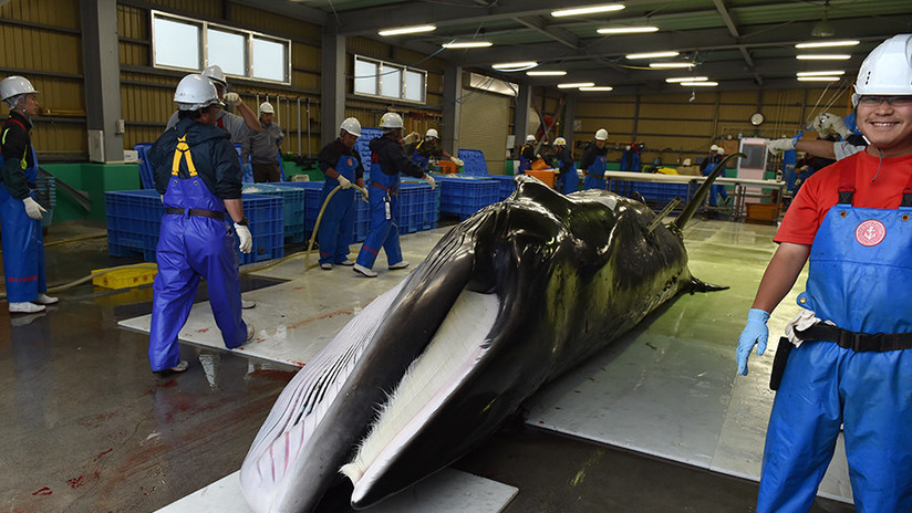 JapÃ³n reanuda la caza de ballenas minke luego de 31 aÃ±os