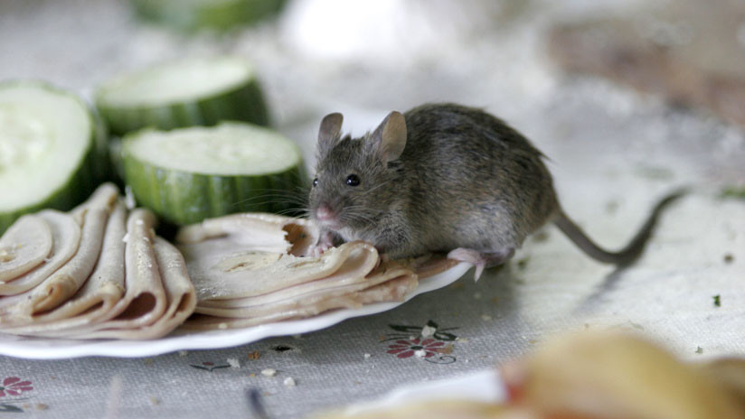 VIDEO: Un ratón 'se suicida' en un restaurante de comida rápida de EE.UU. ante decenas de clientes
