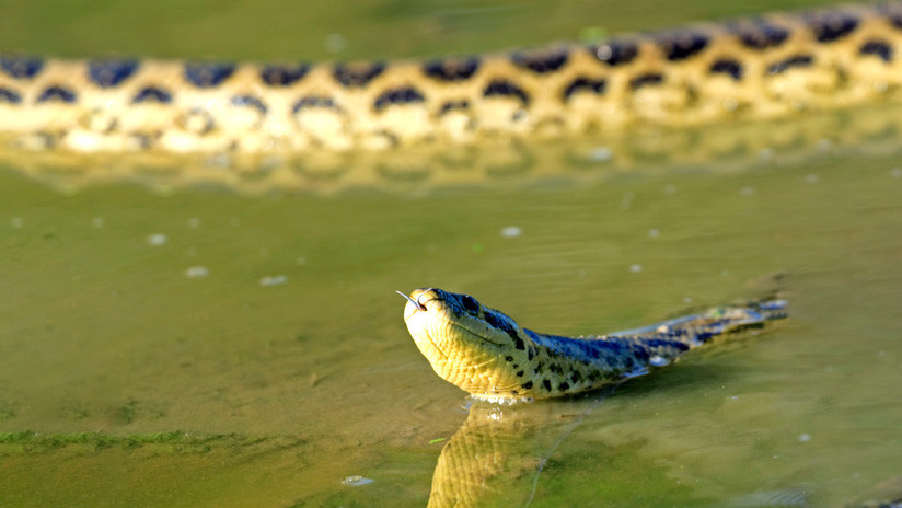 FOTOS: Una anaconda y un caimán pelean a vida o muerte en la Amazonia