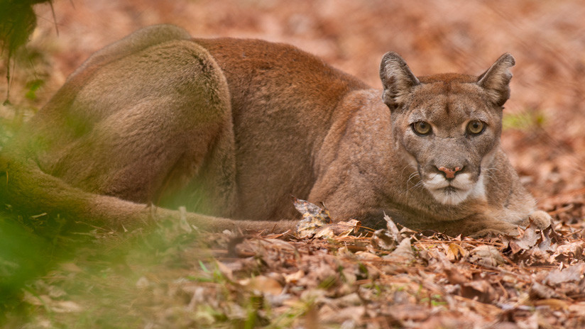 Se enfrenta a un tribunal por haber matado a un puma protegido de un tiro en la cabeza en EE.UU.