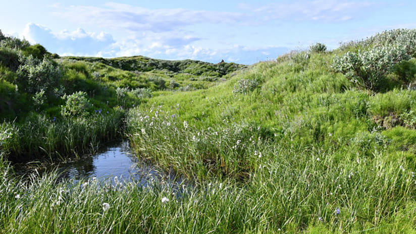 Deshielo del Ãrtico deja al descubierto varios oasis con amapolas y manzanillas en medio del permafrost